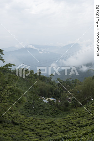 大吉嶺 大吉嶺 41985283
