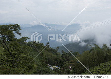 大吉嶺 大吉嶺 41985284