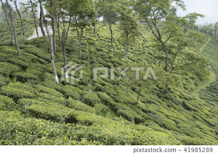 大吉嶺 大吉嶺 41985289