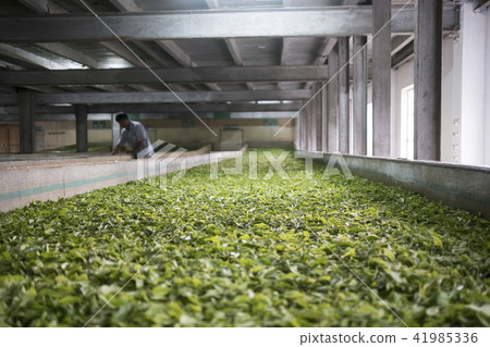 大吉嶺 大吉嶺 41985336