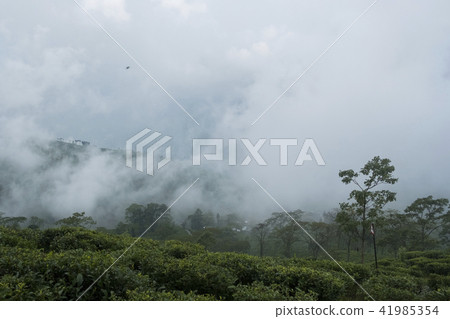 Darjeeling Darjeeling 41985354