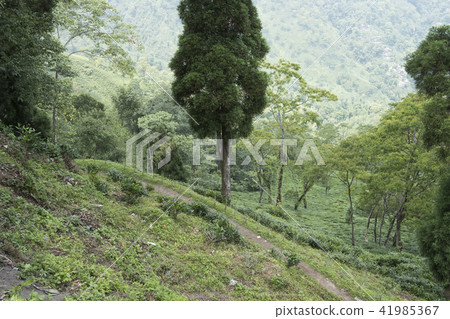 大吉嶺 大吉嶺 41985367