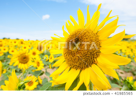 sunflower	 41985565