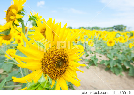 sunflower	 41985566