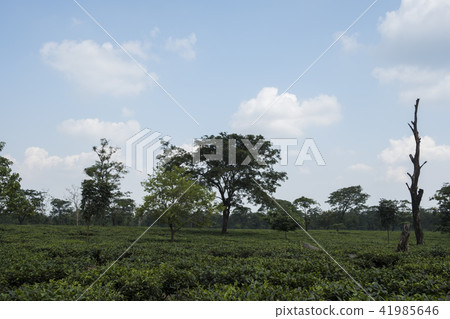 大吉嶺 41985646