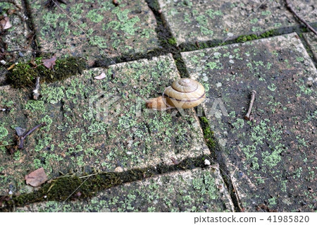 snails snails 41985820