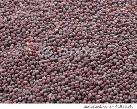 Rapeseed (oilseed rape) Rapeseed (oilseed rape) 41986143