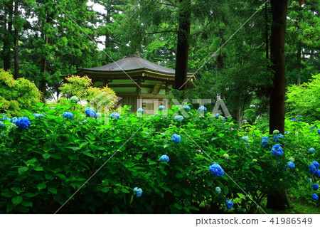 Nisinin and Hydrangea Nisinin and Hydrangea 41986549