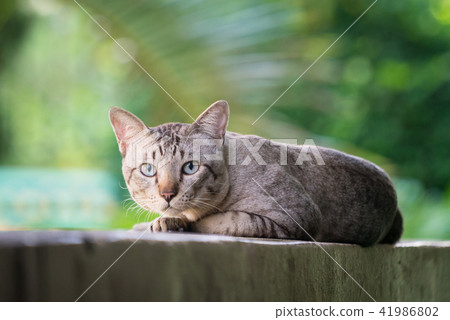 Cat on the house wall looking at camera 41986802