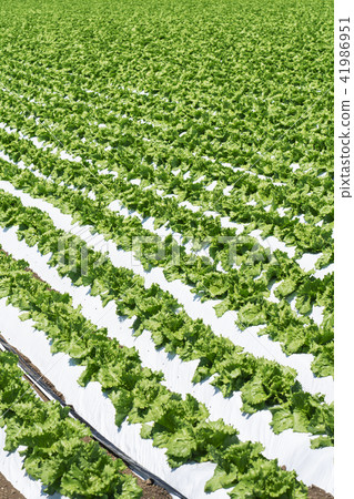 Lettuce field 41986951