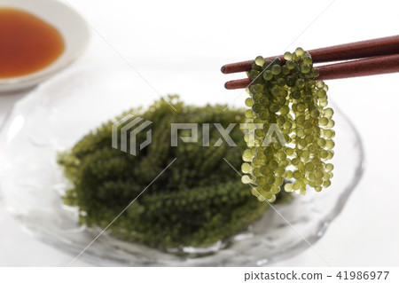 海洋葡萄 海洋葡萄 41986977