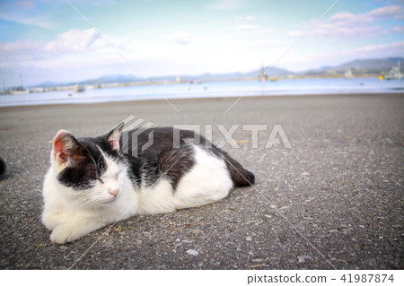 Life of stray cats in Cat Island 41987874