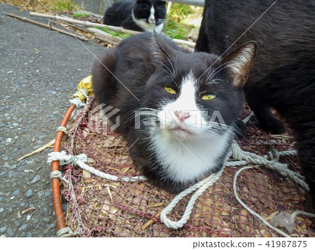 Life of stray cats in Cat Island 41987875