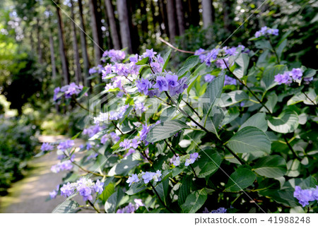 Small diameter of hydrangea 41988248