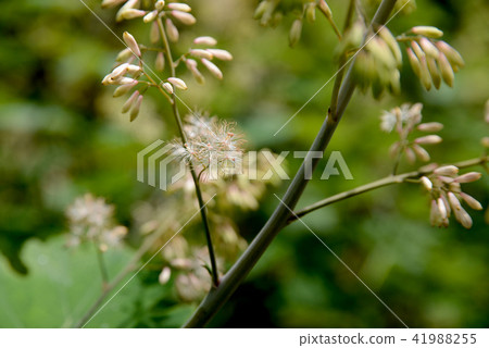 Bamboo grass Bamboo grass 41988255