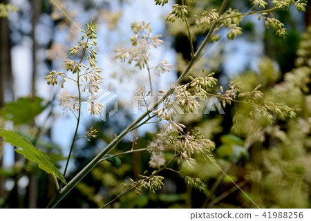 Bamboo grass Bamboo grass 41988256