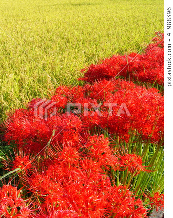 Gambana of the way Gambana of the way 41988396