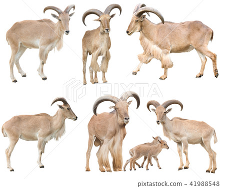 male and female barbary sheep isolated male and female barbary sheep isolated 41988548