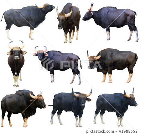 gaur ( Bos gaurus ) isolated 41988552