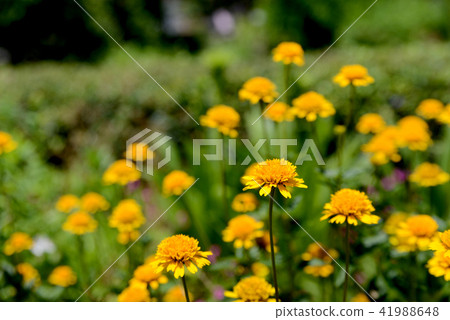 Hime向日葵 41988648