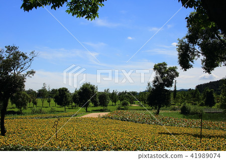 The Garden of July, The Garden of July, 41989074