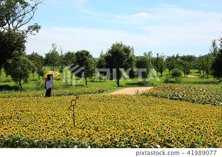 The Garden of July, The Garden of July, 41989077