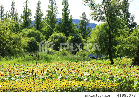 The Garden of July, The Garden of July, 41989078