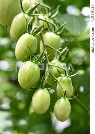 Growing mini tomatoes 41989186