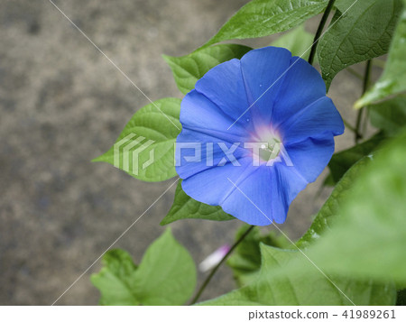 Blue morning glory 41989261