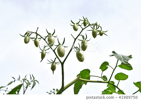 Growing mini tomatoes 41989750