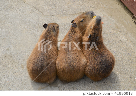 Capybara Capybara 41990012