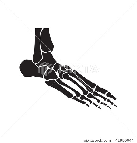 foot bones vector foot bones vector 41990044