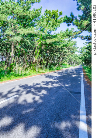 Road through the forest 41990102