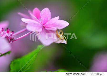 Collaboration of pink hydrangea and coat spider 41990375
