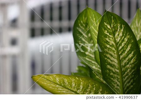 green leaf plant 41990637