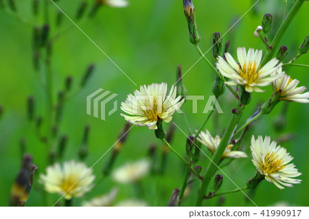 Fall autumn wild poppy Aquinonogi autumn flower wild flower rice field Fall autumn wild poppy Aquinonogi autumn flower wild flower rice field 41990917