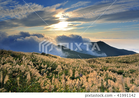 陽明山國家公園 秋天 芒花 天空 41991142