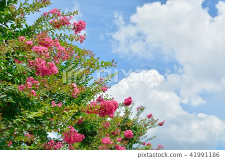 Saruberg flowers and summer blue sky 41991186