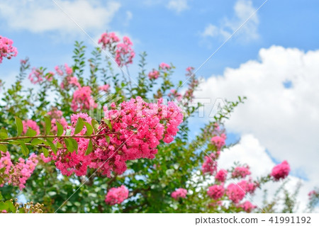 Saruberg flowers and summer blue sky 41991192
