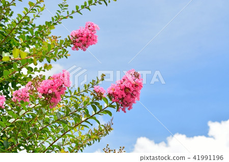 Saruberg flowers and summer blue sky 41991196