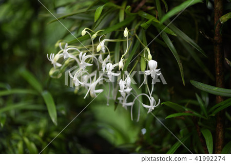 Furan after the rain 41992274