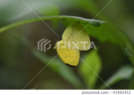 Mating of North-butterflies 41992452