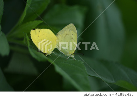 交配北蝴蝶 41992453