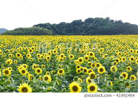 Sunflower field of Aichi prefecture 41992464