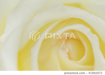 Yellow rose flower up 41992672