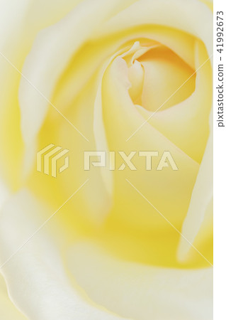 Yellow rose flower up Yellow rose flower up 41992673