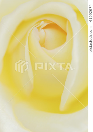 Yellow rose flower up 41992674