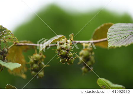 Trisami fruit Trisami fruit 41992920