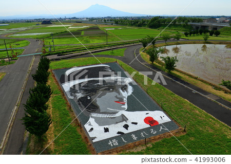 Rice field art Rice field art 41993006