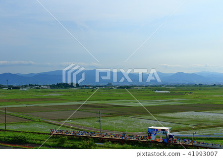 Rice field art Rice field art 41993007
